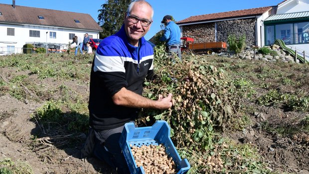 Thomas Wieland beim Ernten der Erdnüssli im Märstetter «Wygärtli». (Bild Werner Lenzin)