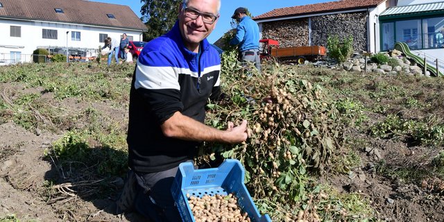 Thomas Wieland beim Ernten der Erdnüssli im Märstetter «Wygärtli». (Bild Werner Lenzin)