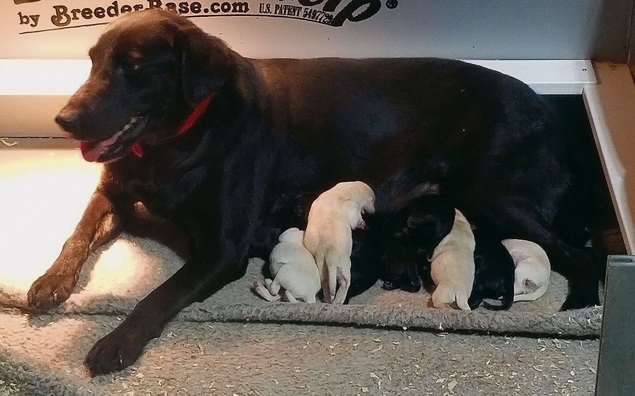 Tilly und ihre vier hellen und fünf schwarzen Labrador-Welpen warten in den USA auf die Rückkehr von Melanie Annegers.