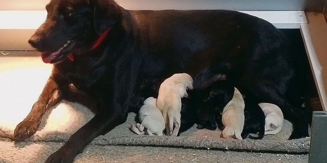 Tilly und ihre vier hellen und fünf schwarzen Labrador-Welpen warten in den USA auf die Rückkehr von Melanie Annegers.