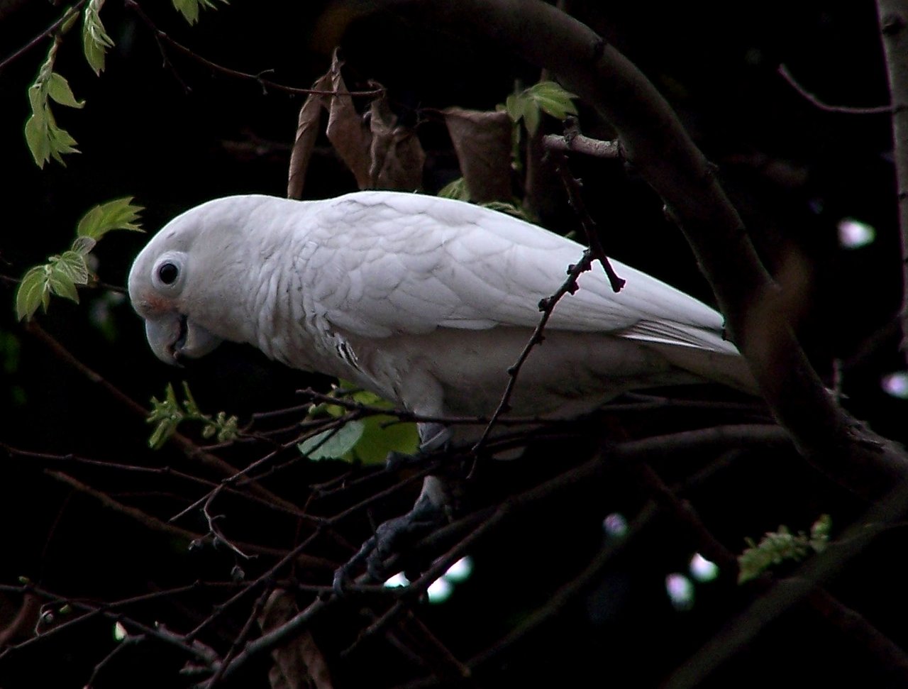 Goffin-Kakadus bauen keine Nester, sondern suchen sich bereits existierende Baumhöhlen zum Brüten. (Bild Wikimedia)