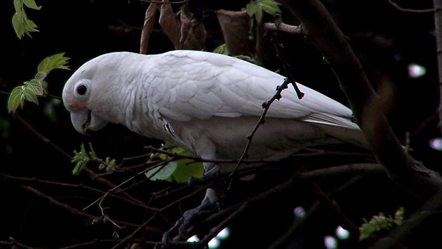 Goffin-Kakadus bauen keine Nester, sondern suchen sich bereits existierende Baumhöhlen zum Brüten. (Bild Wikimedia)