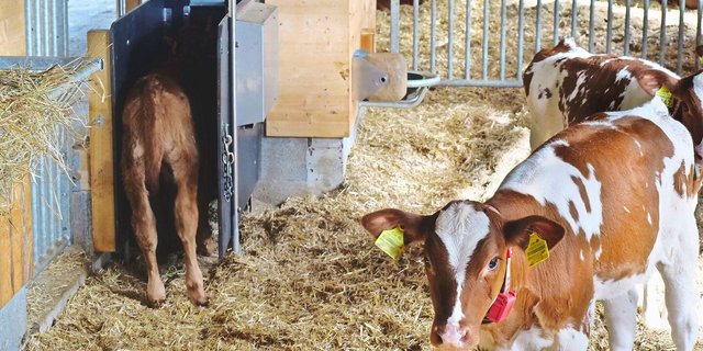 Wer kann, sollte Übermengen möglichst den Kälbern vertränken. Tränkeautomaten können auch gemietet werden.