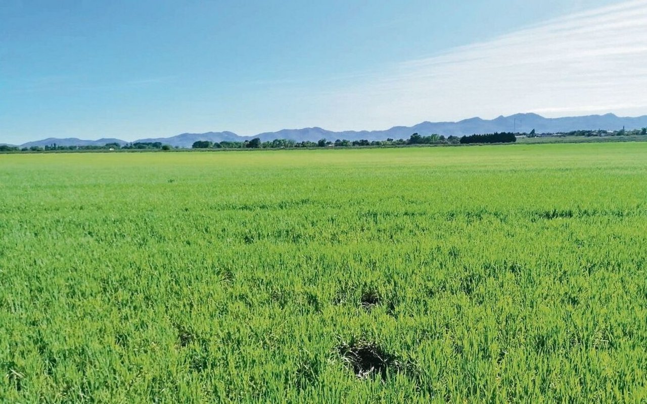 Die Erntesaison in Argentinien steht bald bevor. Noch sieht der Bio-Dinkel gut aus, aber wenn nicht bald Regen kommt, kann Egon Tschol nicht mit einer guten Ernte rechnen.