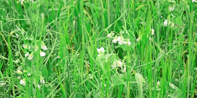 Erbsen und Getreide auf derselben Fläche: Je nach Witterung dominieren verschiedene Mischungspartner, was Voraussagen zu den Gehalten des Endprodukts erschwert. 