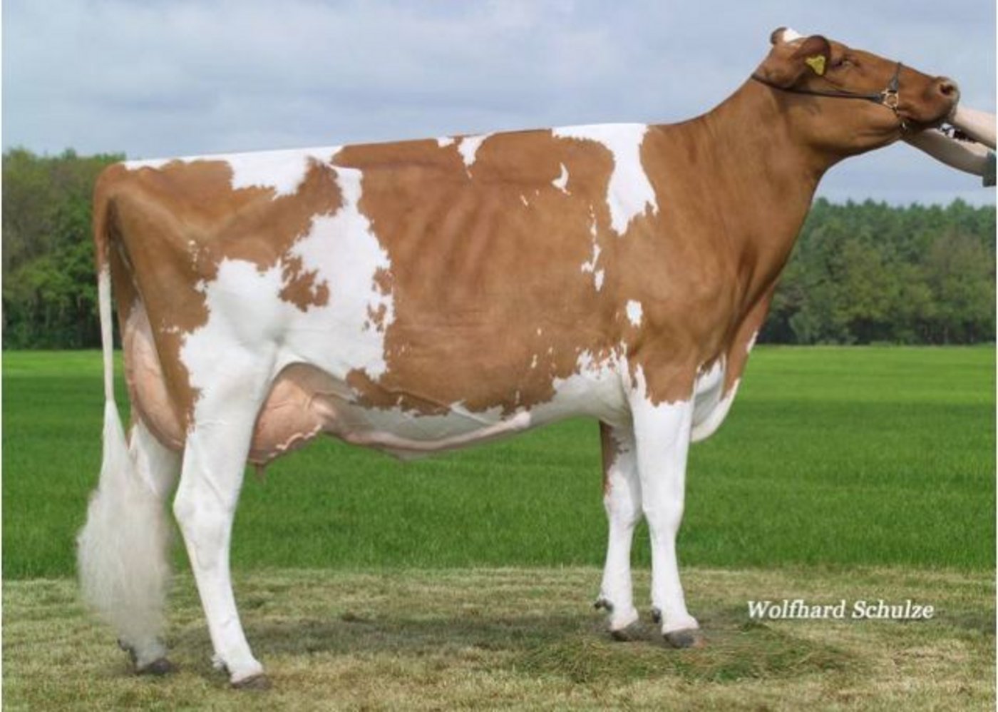 Talent Maxima wurde zwölf Jahre alt. (Bild Wolfhard Schulze)