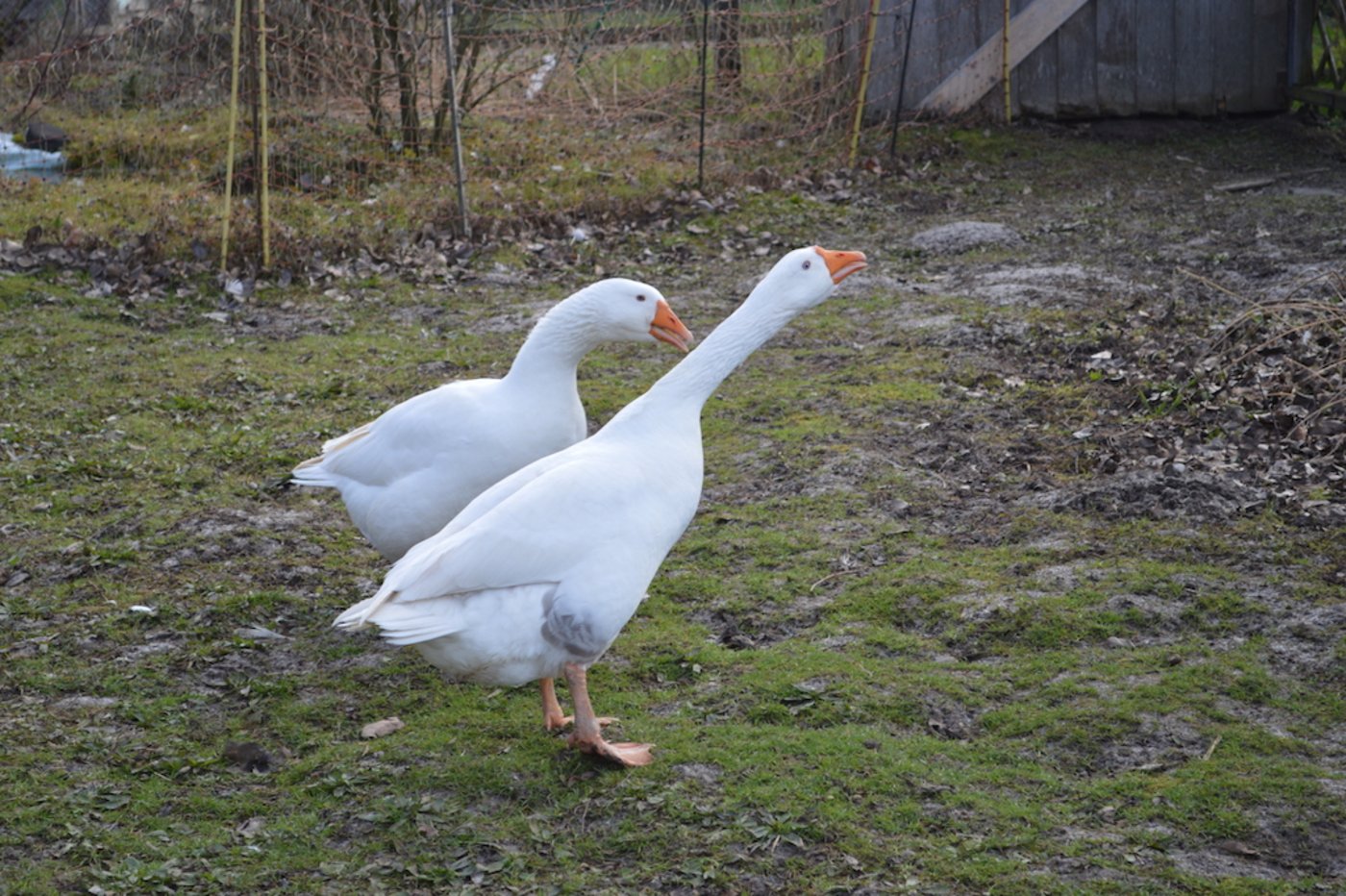 Seine Gänse sind auch ganz schön schnatterselig.