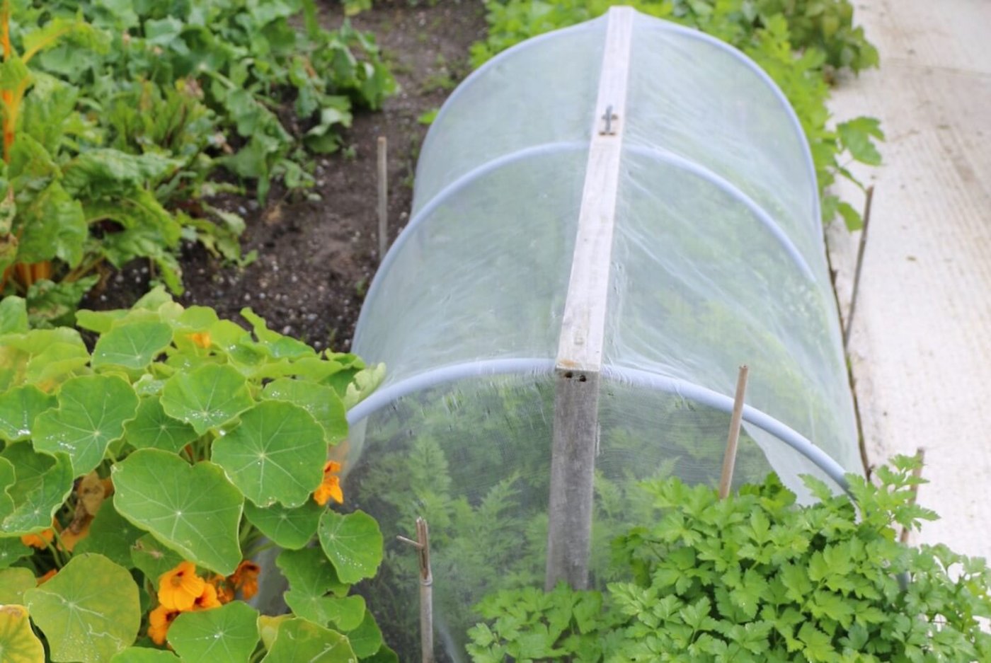 Pflanzenschutz im Garten: Kulturschutznetze halten Schädlinge ab. (Foto: Eveline Dudda)