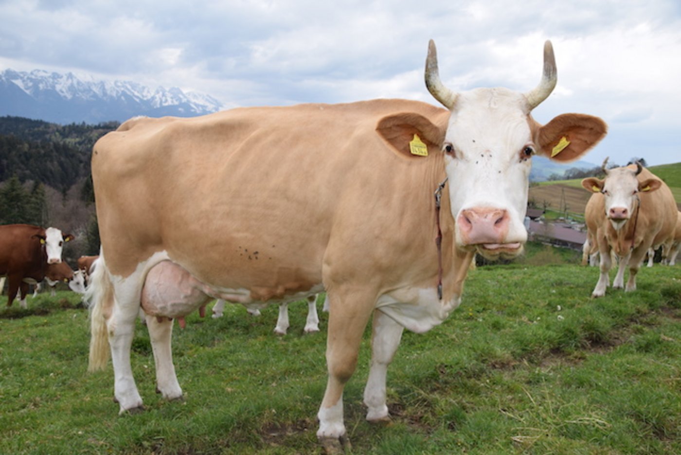 Auch eine eindrückliche Simmentalerkuh.
