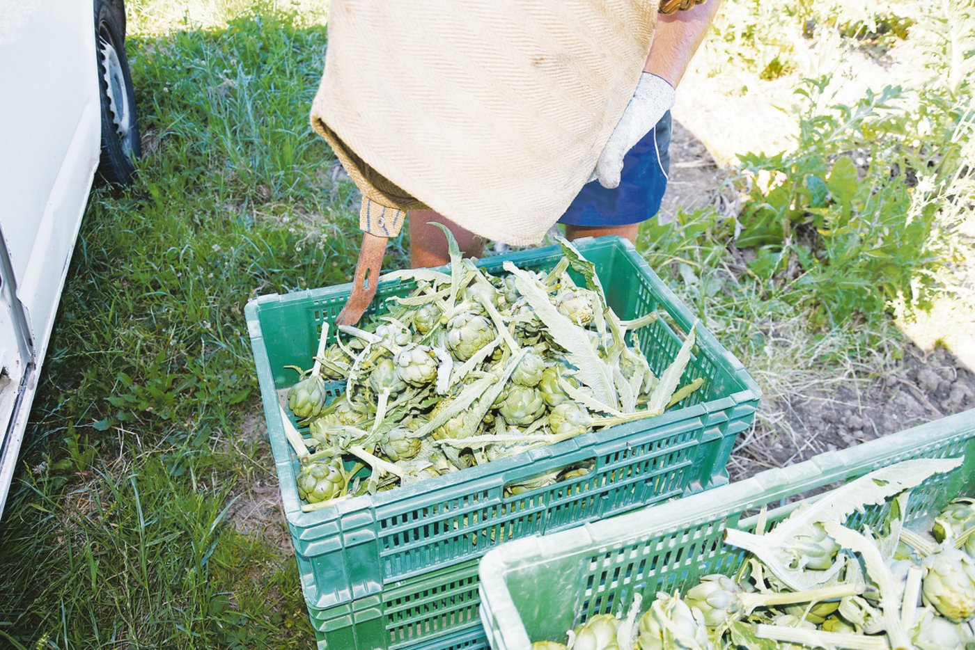 … sonst läuft man Gefahr, dass die Blüten braun werden oder anfangen zu blühen. (Bilder uok)