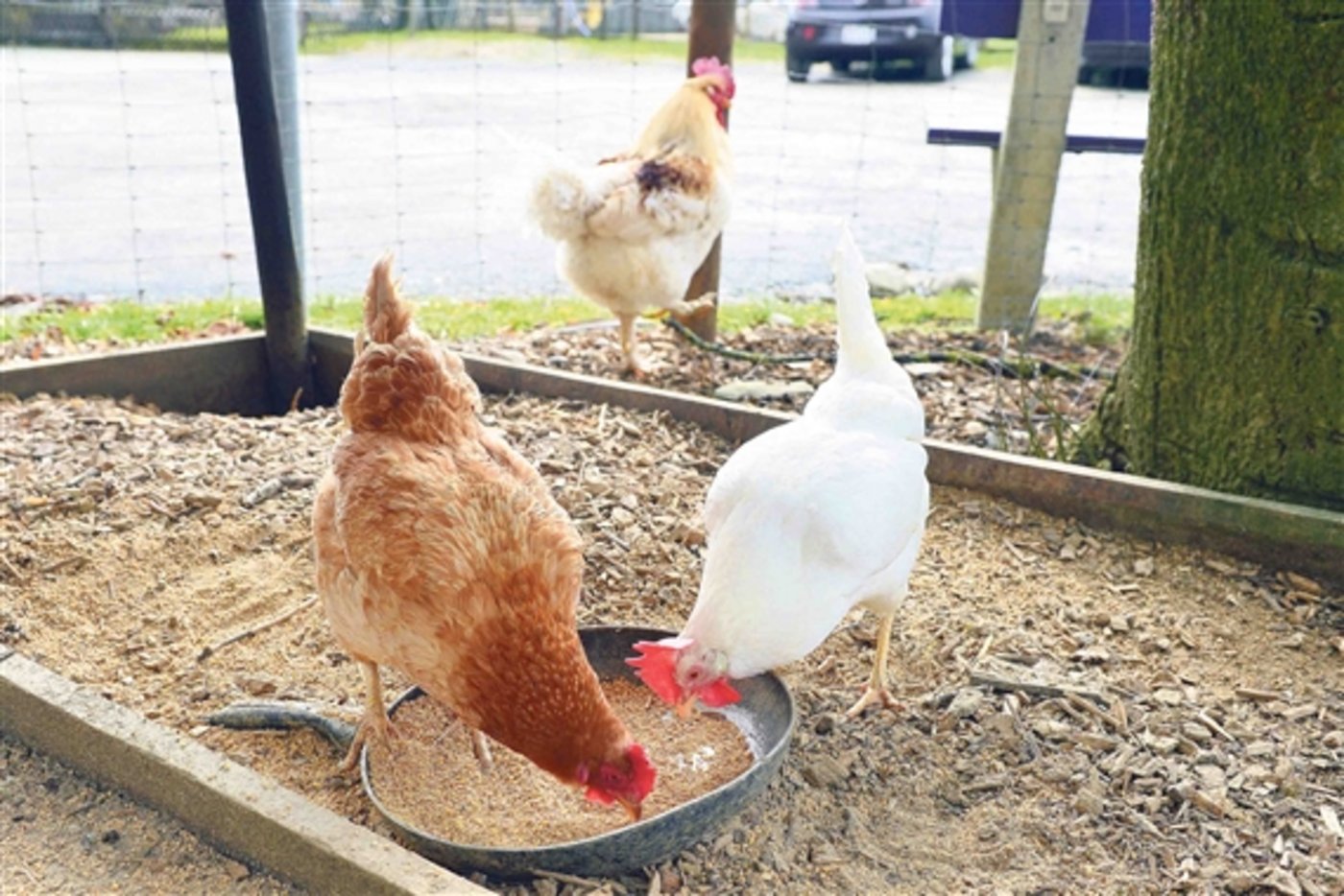  Ob braun, gefleckt oder weiss: Die Farbe des Gefieders hat keinen Einfluss auf die Farbe der Eier. Für Bäuerin Rita Barth steht die Freude an den Hühnern im Vordergrund. (Bild Daniela Ebinger)