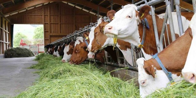 Der durchschnittliche Arbeitsverdienst sei je Familienarbeitskraft 2017 beim Betriebstyp Milchkühe um 17 Prozent gesunken. (Bild ji/lid)