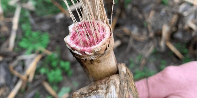 Dort, wo noch Mais steht, können in einzelnen Parzellen Schäden durch Fusarien beobachtet werden. (Bild D. Metzger)