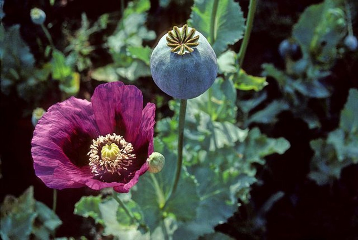 Im vergangenen Jahr war die Anbaufläche in Afghanistan laut INCB um 63 Prozent auf 328'000 Hektar gewachsen - mit einem Ertrag von rund 9000 Tonnen Opium. (Bild Wikimedia)