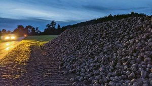 Die Stützungsmassnahmen für die Schweizer Zuckerproduktion bleiben erhalten – und werden sogar verstärkt. Dies freut die Zuckerrübenproduzenten und -produzentinnen. Für sie war es ein langes Tappen im Dunkeln.