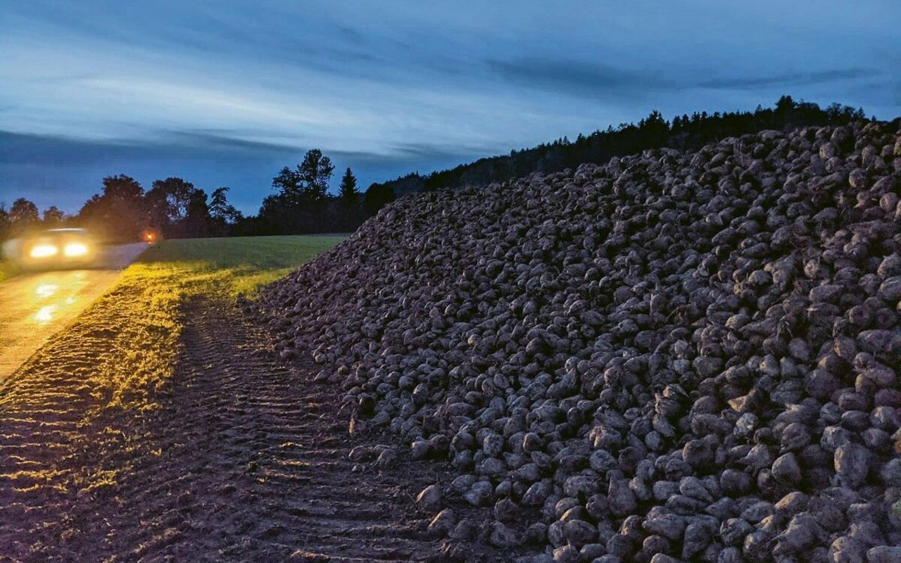 Die Stützungsmassnahmen für die Schweizer Zuckerproduktion bleiben erhalten – und werden sogar verstärkt. Dies freut die Zuckerrübenproduzenten und -produzentinnen. Für sie war es ein langes Tappen im Dunkeln.