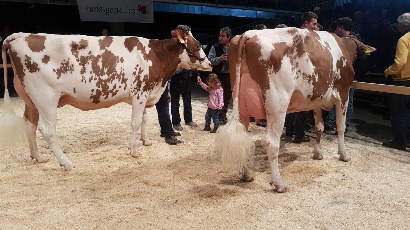 Die Generationengemeinschaft Hirsbrunner wird Starzüchter. Sie nehmen die Gratulationen aus dem Publikum entgegen.