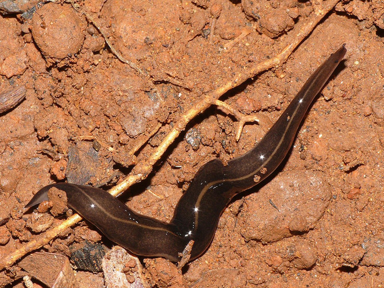 Der flache Wurm aus Asien namens Platydemus manokwa ...