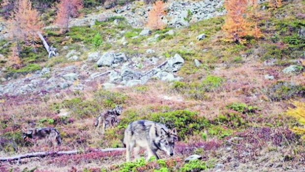 Eine Wildtierkamera hielt im Dezember 2016 vier Wölfe des Augstbord-Rudels fest. (Bild Gruppe Wolf Schweiz) 