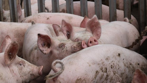 Die Massentierhaltungsinitiative fordert Bio-Standards bei der Würde des Tieres für die ganze Landwirtschaft. (Bild Ruth Aerni)