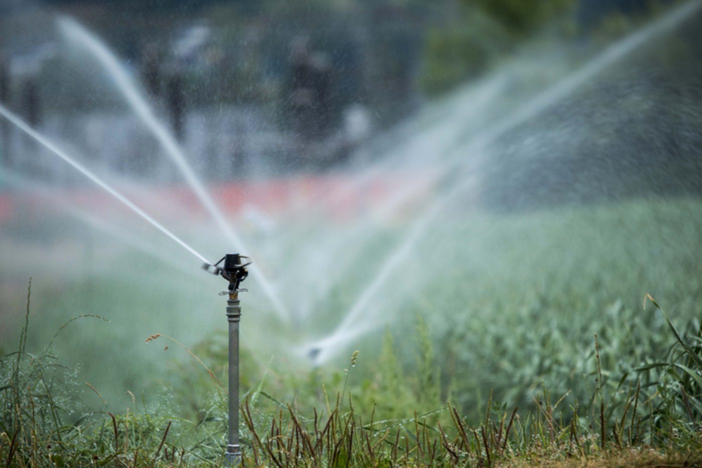 Nach dem trockenen Sommer 2018 beunruhigt die Trockenheit diesen Frühling die Bauern in Schweden und Dänemark erneut. (Bild landwirtschaft.ch, Severin Leber)