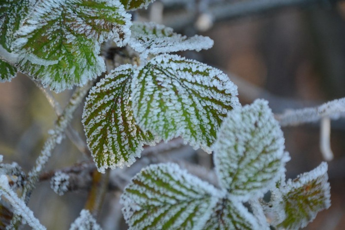 In einer klaren Nacht kühlt sich die Luft vom Boden her ab. (Bild ag)