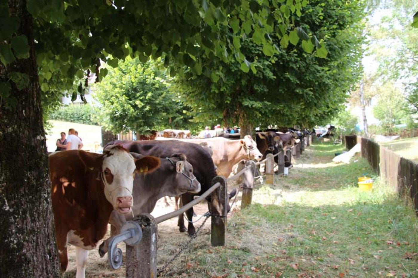 Der Kuhmarkt beruhigt sich bereits wieder. Hier ein Bild von der Auktion in Langenbruck SO. (Bild rü)