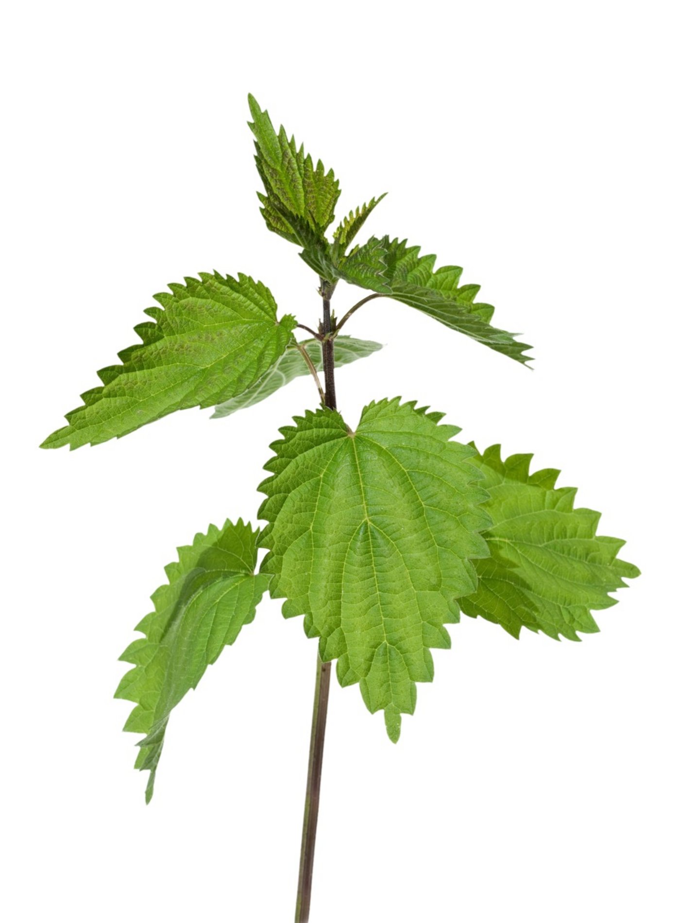 Brennnessel – Grosse Brennessel Urtica dioica L. – Die Blätter der Brennnessel bewirken bei innerer Anwendung einen leicht harntreibenden Effekt. Man kann damit zum Beispiel eine Kräutermischung gegen Nachgeburtsverhalten herstellen.