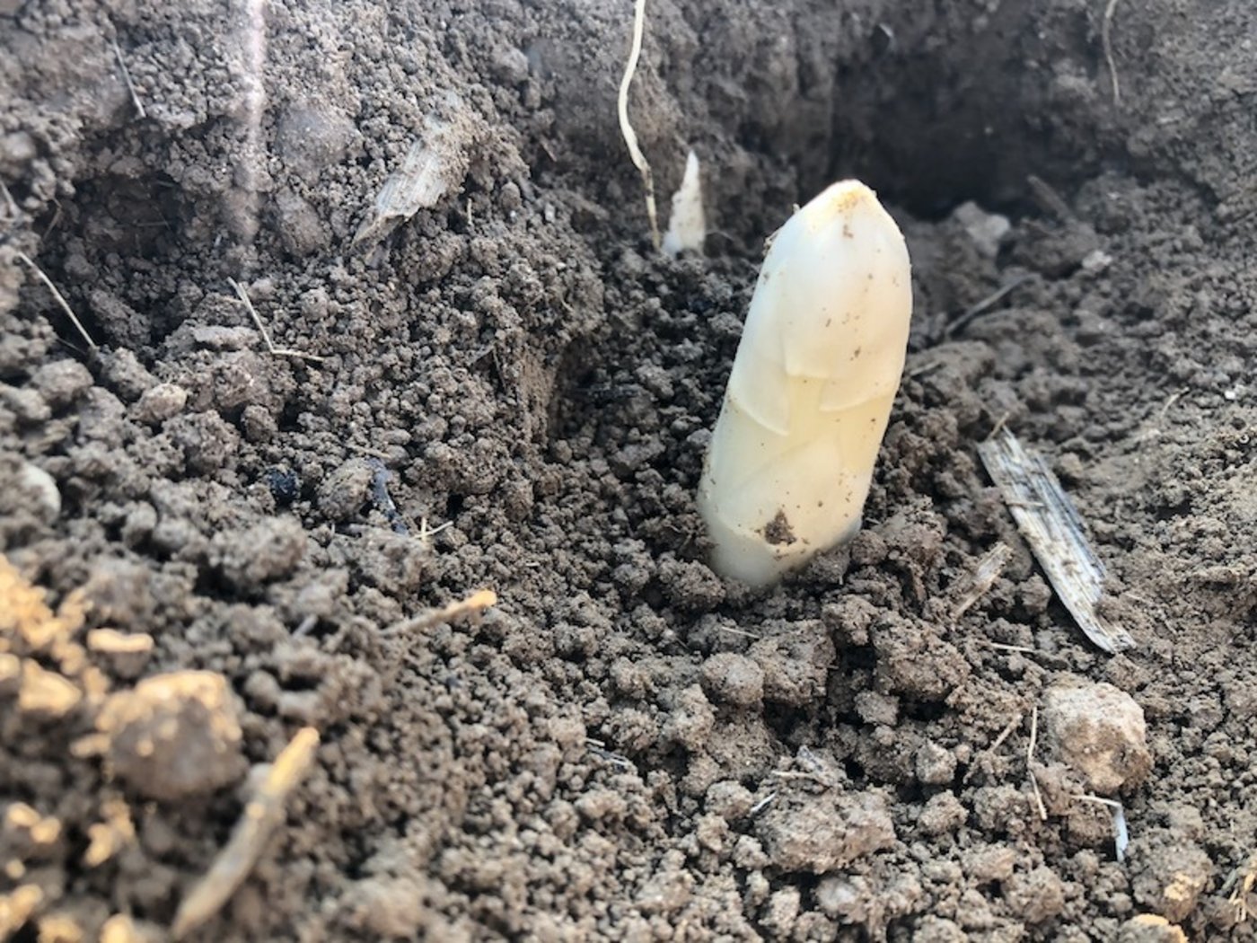 Eine Spargelspitze «güxelt» zur Erde heraus und ist bereit zur Ernte.