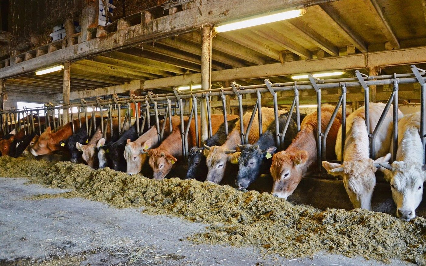 Wo früher Milchkühe ihre Köpfe durch das Fanggitter streckten, fressen nun gemütlich die Mastrinder. 