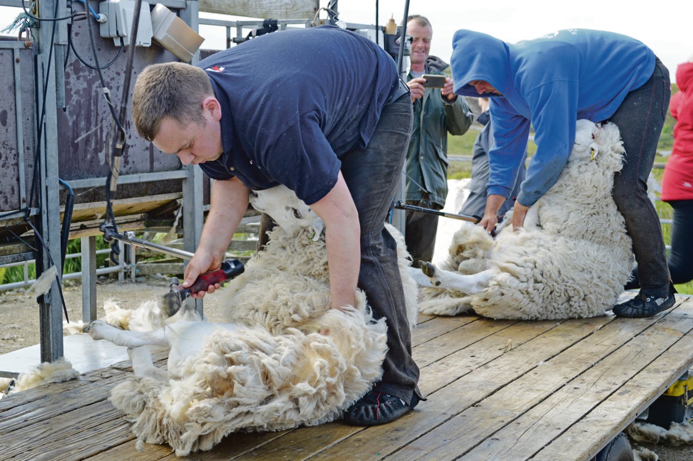 Das Schafescheren ist eine grosse Kunst. Ein Bauer meinte: «It is like to dance with a beautiful woman», was so viel bedeutet, wie das dass Scheren einem vorsichtigen Tanz gleicht. (Bild asa)