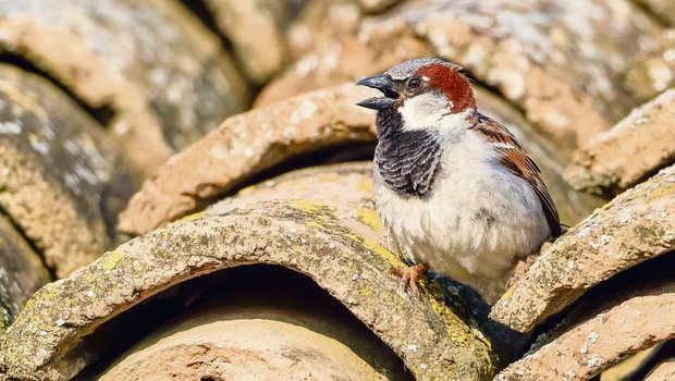 Der Haussperling ist ein Höhlenbrüter. Passende Nistmöglichkeiten findet er zum Beispiel unter den Ziegeln eines alten Dachs. Soll es saniert werden, ist zu beachten: Das Nest steht unter Schutz.