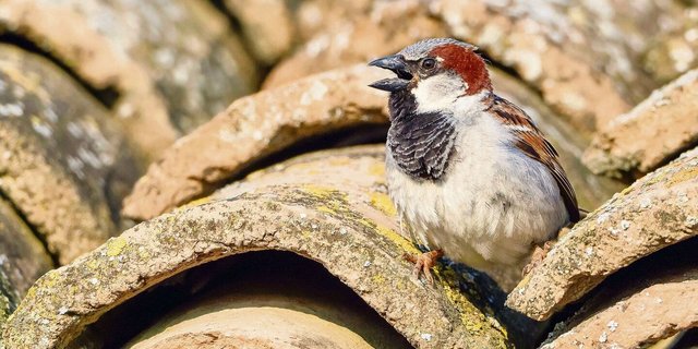 Der Haussperling ist ein Höhlenbrüter. Passende Nistmöglichkeiten findet er zum Beispiel unter den Ziegeln eines alten Dachs. Soll es saniert werden, ist zu beachten: Das Nest steht unter Schutz.