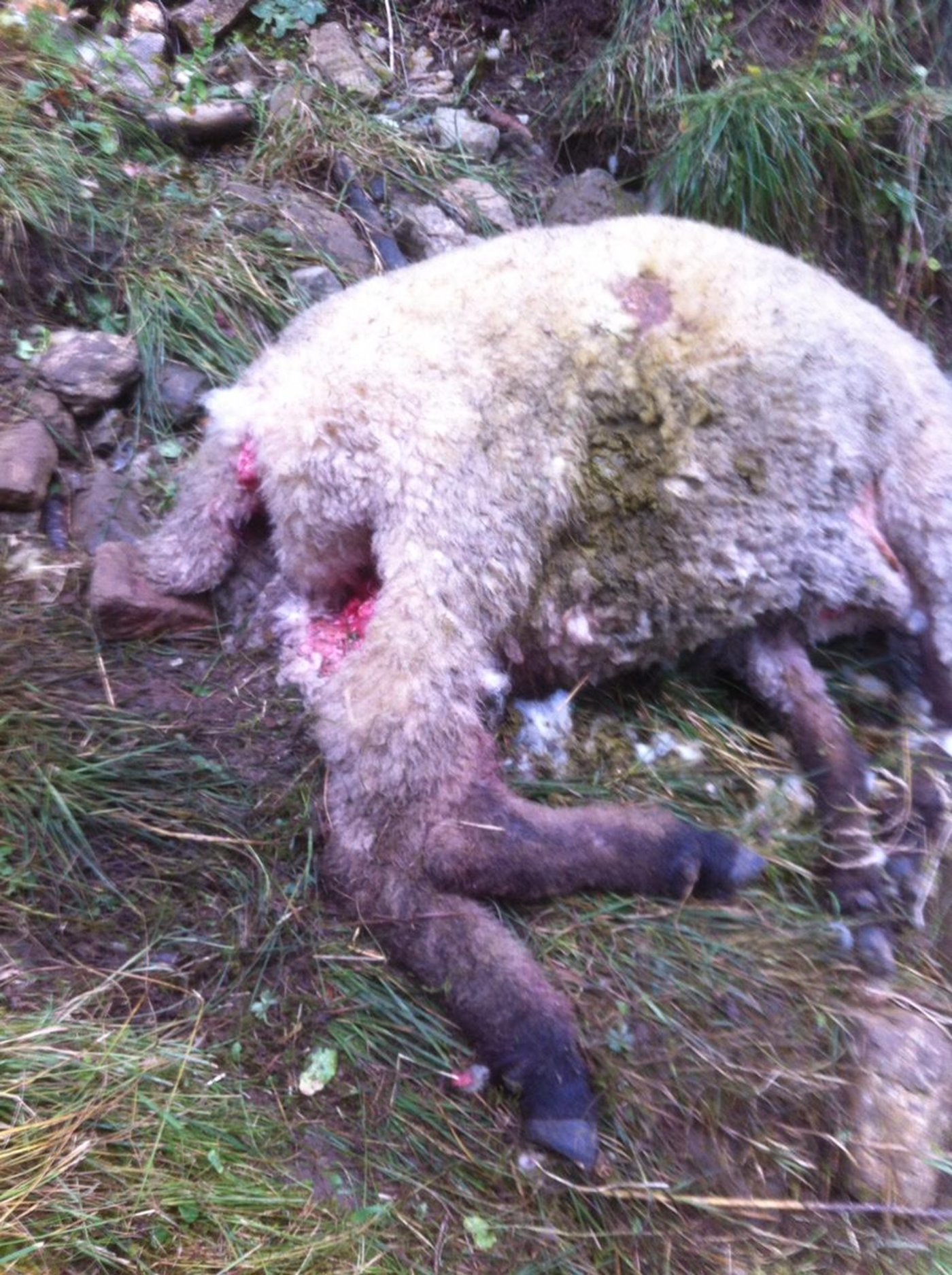Bilder des Schreckens: Insgesamt acht tote Schafe fotografierte ein Leser der BauernZeitung auf einer Alp am Sigriswilergrat. (Bilder Rudolf Krähenbühl)