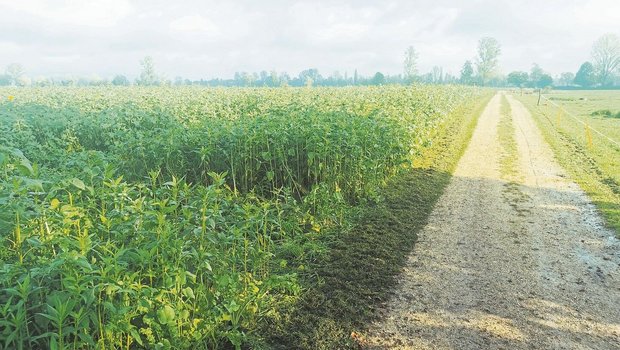 In Witzwil wuchsen 2 In Witzwil wuchsen 2023 auf 120 ha Gründüngungen. Hier eine schön entwickelte Mischung Agri Genève Nr. 6. In Zukunft will das Feldbauteam die Mischungen verbessern und selbst Saatgut dafür gewinnen.