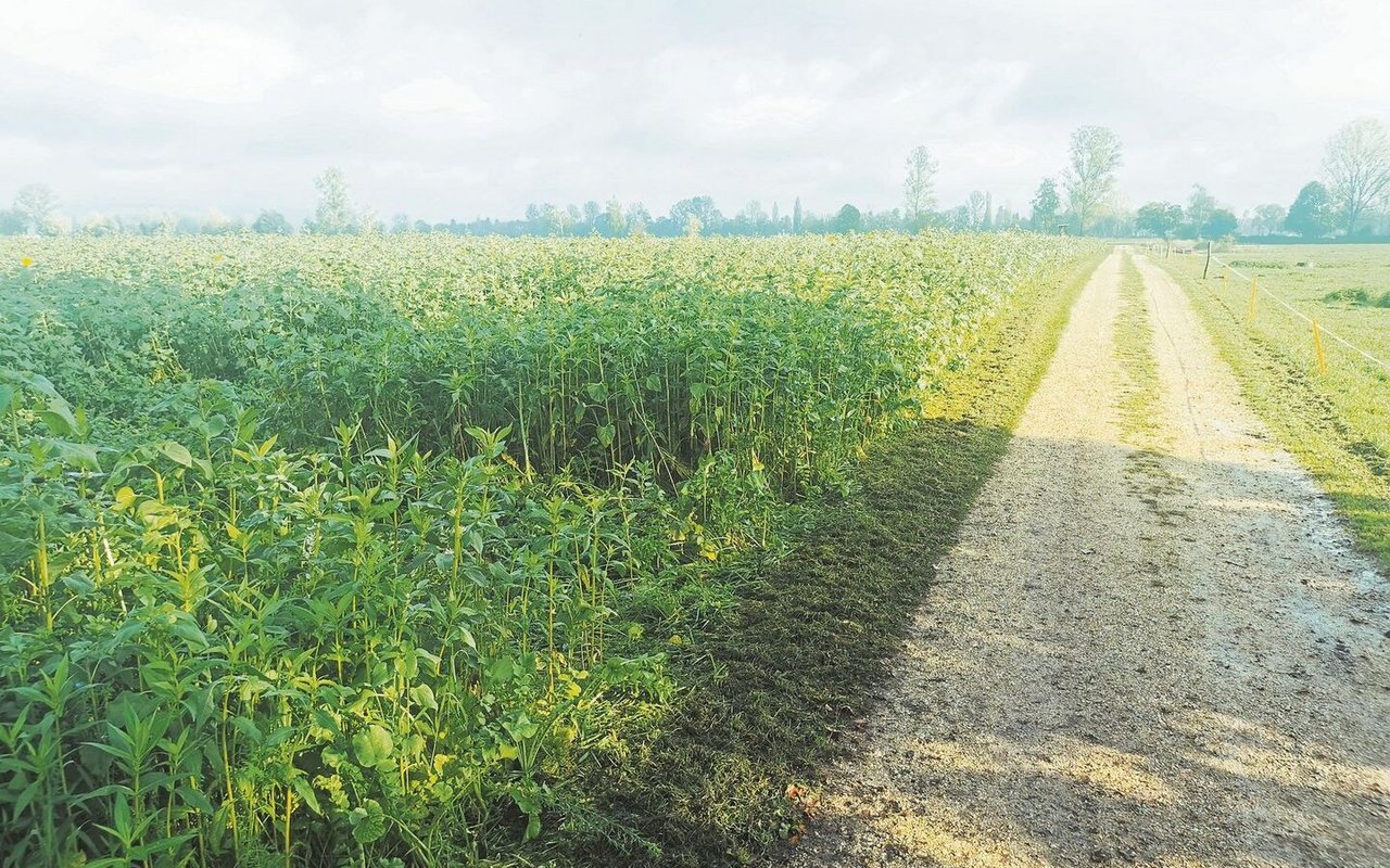 In Witzwil wuchsen 2023 auf 120 ha Gründüngungen. Hier eine schön entwickelte Mischung Agri Genève Nr. 6. In Zukunft will das Feldbauteam die Mischungen verbessern und selbst Saatgut dafür gewinnen.