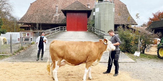 Die Beurteilung der letzten Kühe der vergangene Beständeschausaison musste auf den Höfen stattfinden. Und auf den Höfen startet auch heuer die Saison. Die Punktierung der jungen Natursprung-Stiere der Plätze Frutigen und Plaffeien erfolgt auf den Zuchtbetrieben. Zuschauer sind wegen der neuen Fünf-Personen-Regel keine zugelassen. (Bild BauZ/Livio Janett)