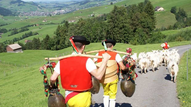 Die Geissen führen den Zug an. Blick nach Appenzell. (Bilder Michael Götz)