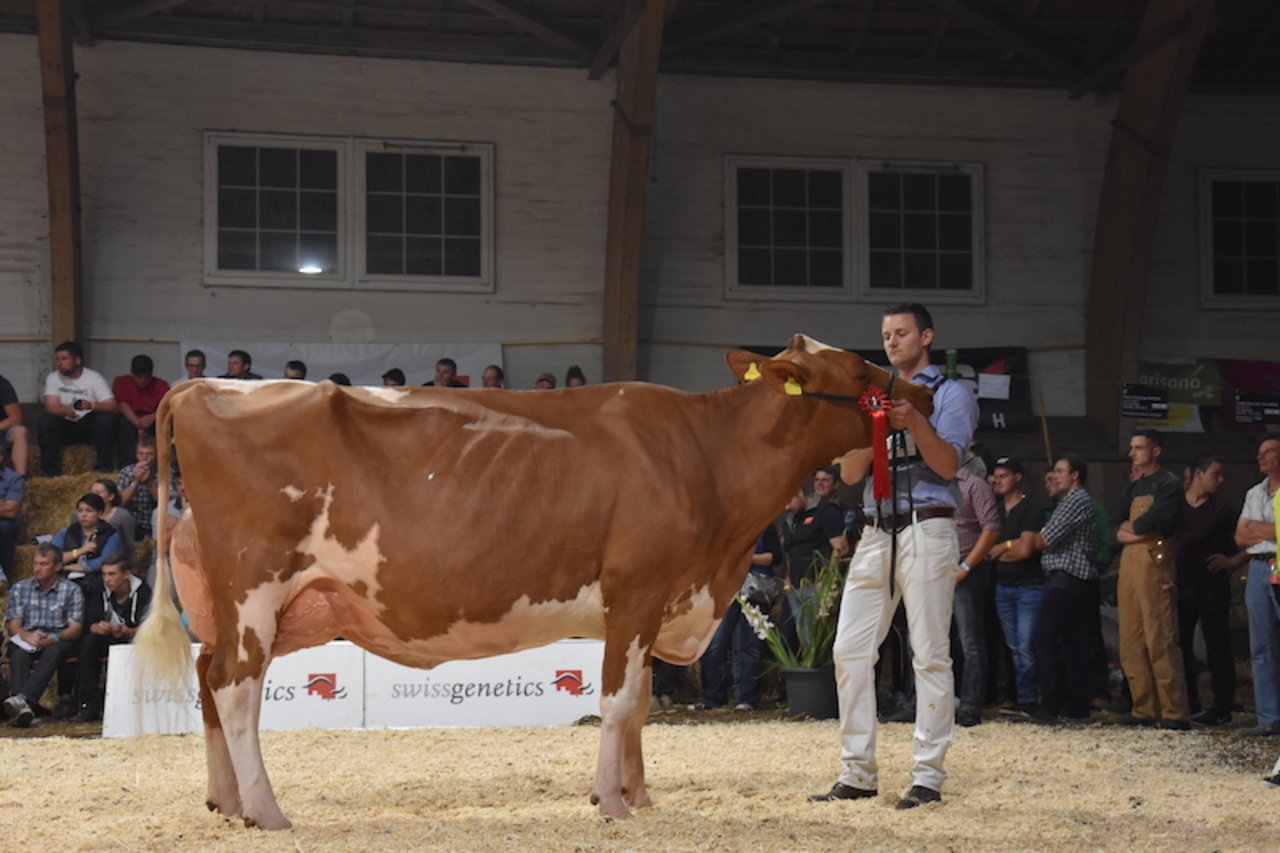 Die Siegerin der Kategorie 10: Savard-Nora von Walter Gerber aus Signau. Sie hat mit ihren neun Jahren bereits 60'961 kg Milch gegeben.