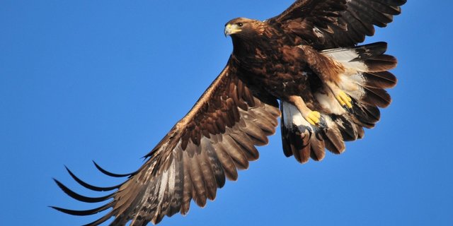 Ein Adler im Flug: Die Tiere sollen im Kanton Genf bald gegen unerwünschte Drohnen eingesetzt werden. (Symbolbild Pixabay)
