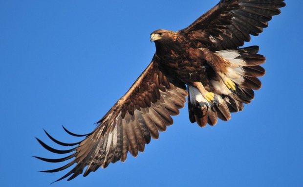 Ein Adler im Flug: Die Tiere sollen im Kanton Genf bald gegen unerwünschte Drohnen eingesetzt werden. (Symbolbild Pixabay)