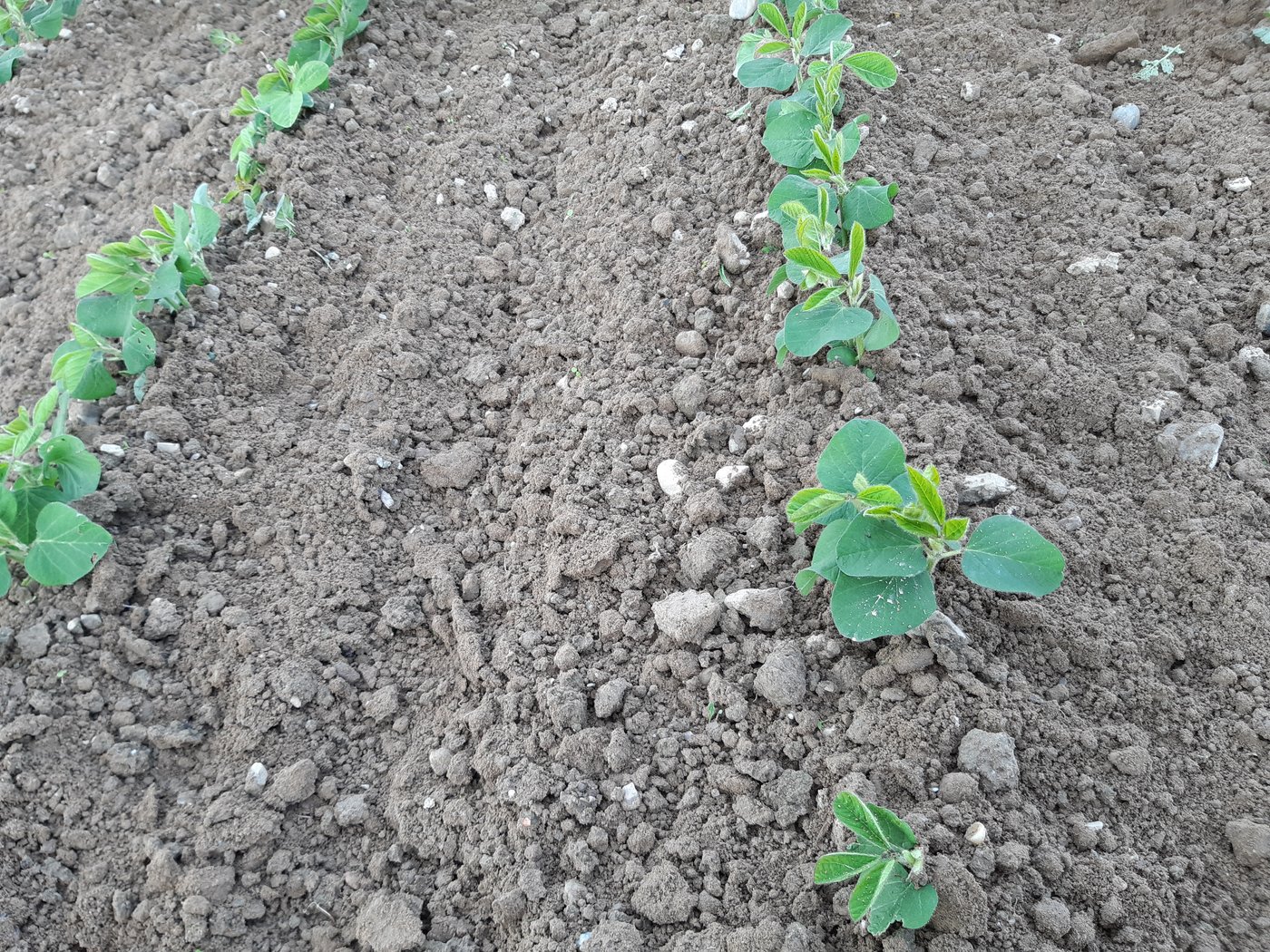 Die Soja-Kultur ist nach dem Hacken am Hang und trotz der schweren Maschine unbeschädigt und das Unkraut zuverlässig entfernt. (Bild Schneeberger und Berger)