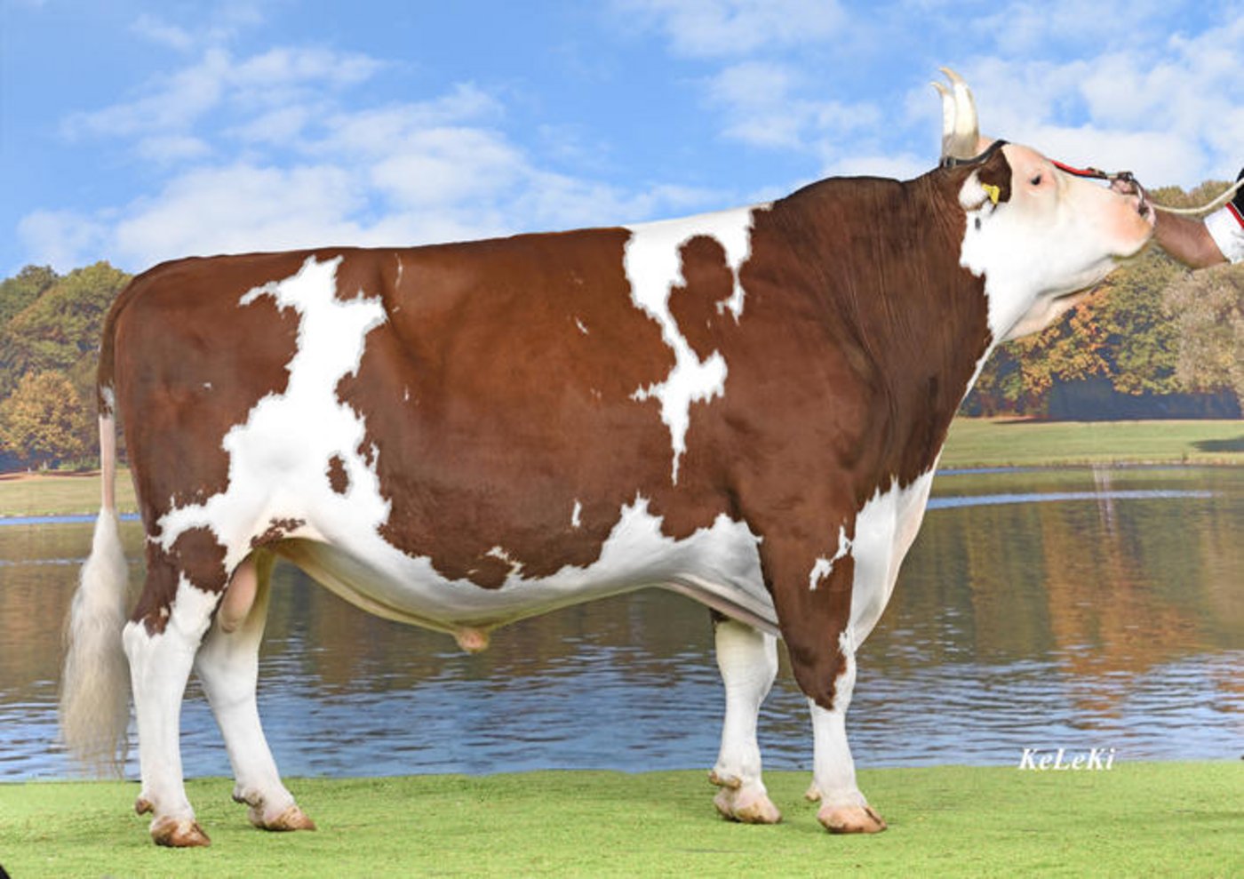 Schwingerkönig Matthias Sempach musste seinen Siegermuni vom SEAF 2013 zum Metzger bringen. Nach einem Zwischenfall im Vorfeld des Thuner Zuchtstierenmarktes stehe nun die Sicherheit im Vordergrund, sagte Sempach. (Bild Swissgenetics)