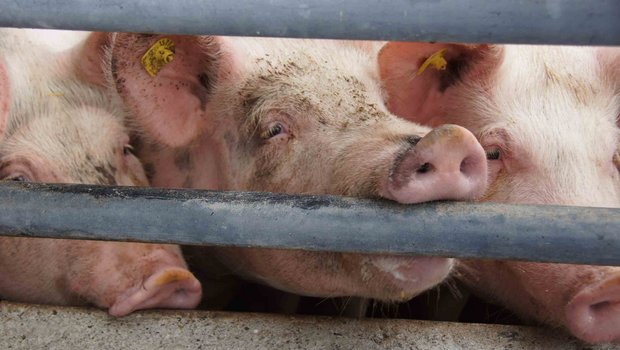 Als wichtigsten Grund für den Rückgang der globalen Fleischproduktion nennen die FAO-Fachleute in Rom die massive Dezimierung des chinesischen Schweinebestandes wegen der dort grassierenden Afrikanischen Schweinepest. (Bild lid)