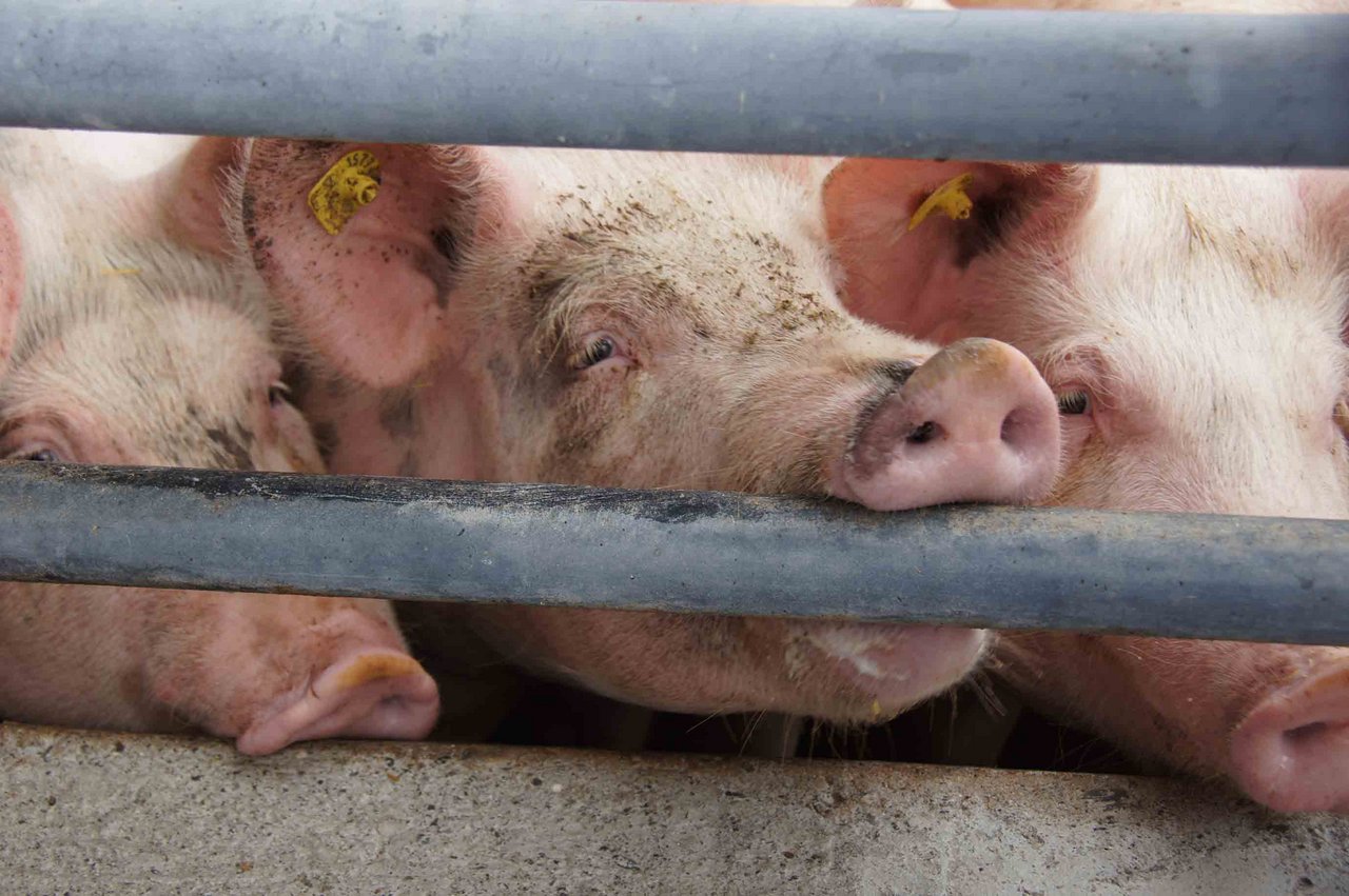 Als wichtigsten Grund für den Rückgang der globalen Fleischproduktion nennen die FAO-Fachleute in Rom die massive Dezimierung des chinesischen Schweinebestandes wegen der dort grassierenden Afrikanischen Schweinepest. (Bild lid)