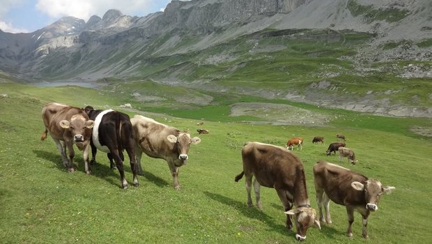 Würde der GVE-Faktor bei den Rindern auf den Alpen erhöht, dürften weniger Tiere gesömmert werden. (Bild BauZ)