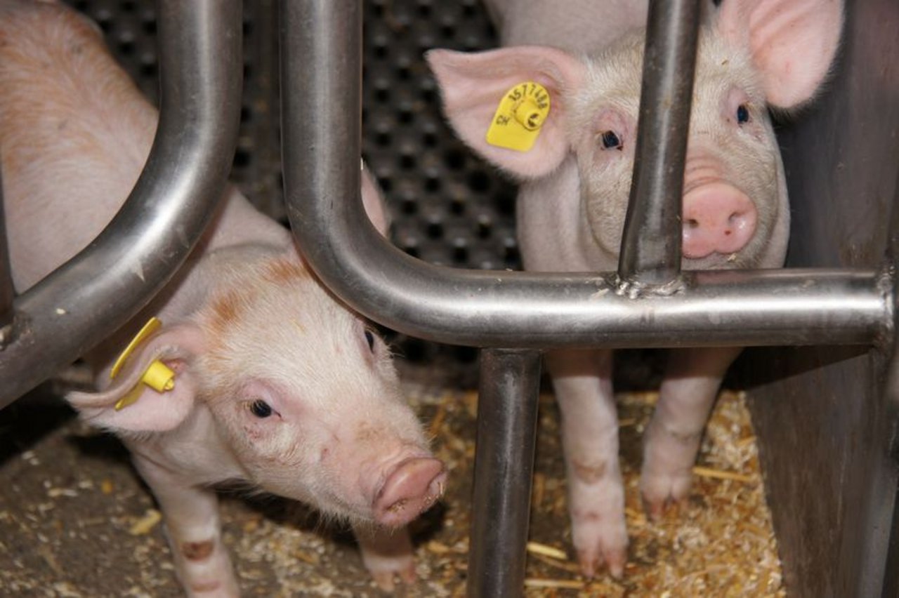 Die Geflügel- und Schweinegrippe haben eine hohe Bedeutung in der Landwirtschaft. (Smybolbild ji)