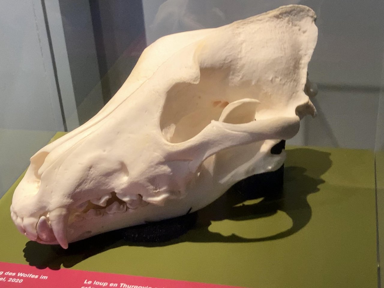 Der Wolf M109 wurde im Januar 2020 von der Wildhut erlegt. Sein Schädel ist an der Ausstellung im Naturmuseum Thurgau zu sehen.