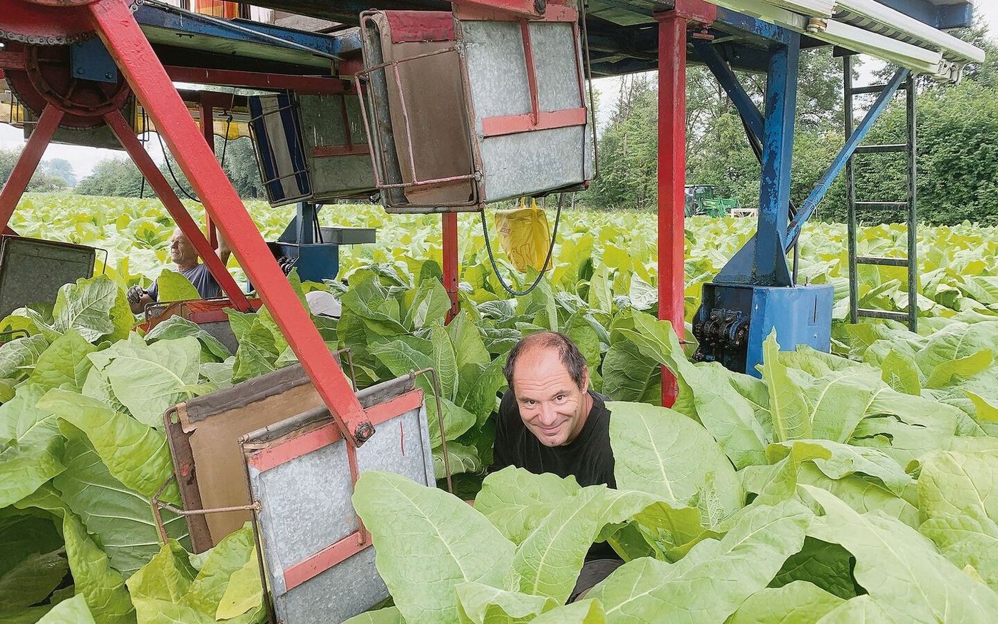 Patrick Egli mit seinem Team beim maschinenunterstützten Pflücken der Tabakblätter. Die Ernte in mehreren Durchgängen dauert bis Mitte September.  