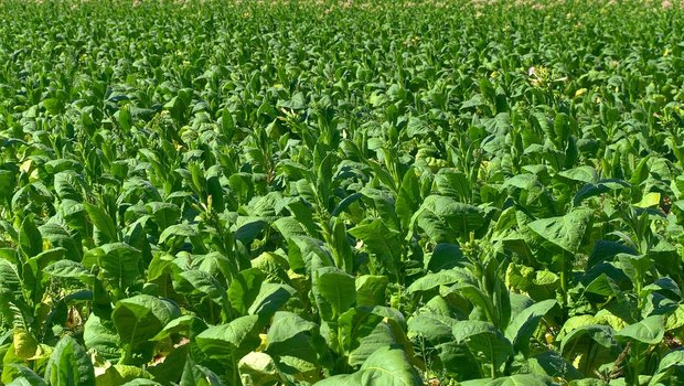 Die Anbaufläche von Tabak ist in der Schweiz auf unter 400 Hektaren gesunken. (Bild Pixabay)